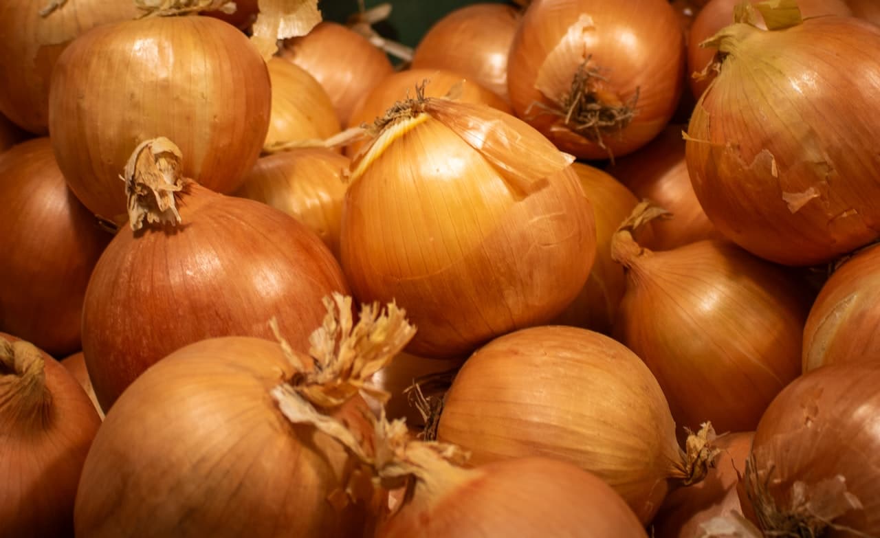 양파 작물 사진