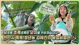 모쪼록 초록초록한 오이를 키우겠습니다~ 청년농 모초록 오이 농장 스토리~