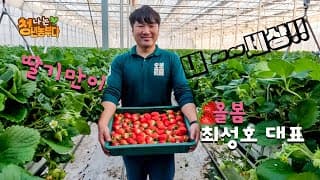 나는 청년농부다......경북 의성 올봄 딸기연구소_최성호 대표