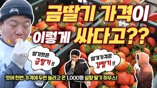 그 비싸다는 딸기를 싸고 맛있게 먹을 수 있는 유일한 방법!