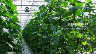 전남 구례_cufarm_오이_박은찬(1)